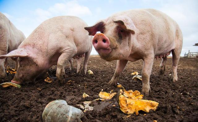 中国建超级养猪场，年产210万头反超美国，“猪老大”位置不保？