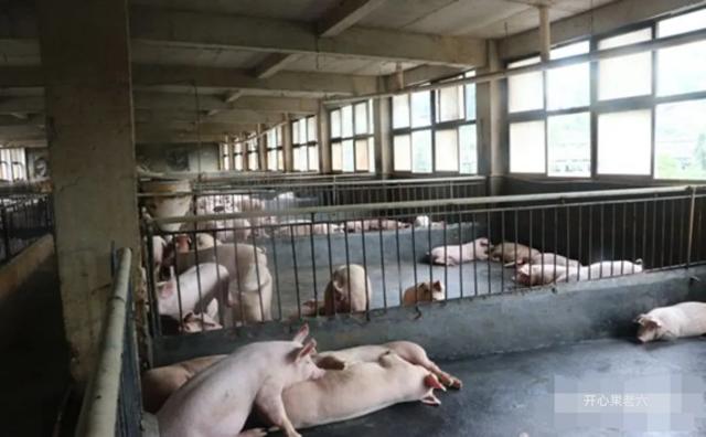农村人花40万建养猪场，不是笨、不是懒、而是蠢…