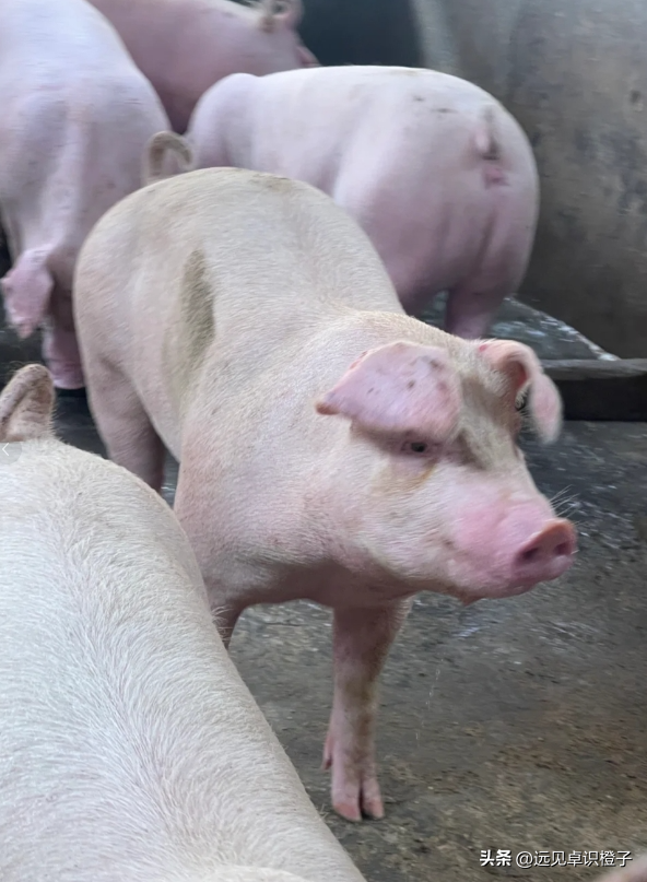 农村养猪方法有哪些？