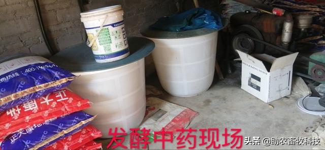博白县李老板自制发酵中草药喂猪，防非瘟效果好且其它疾病也少了