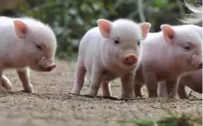 新局势下，生态养猪迎来新补贴，金额高达25万！
