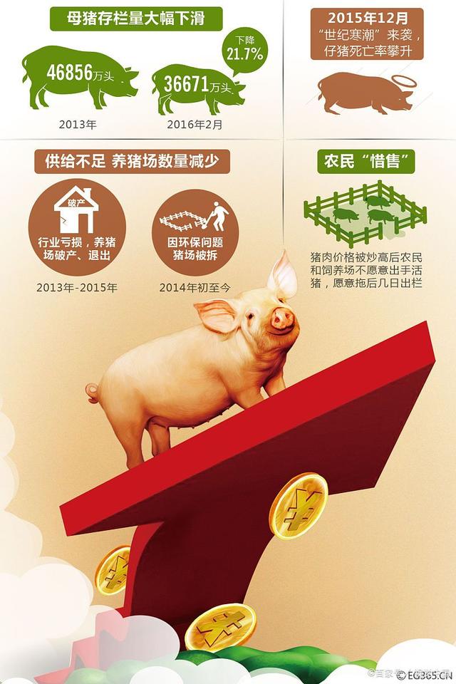猪价悄然变脸，中国养猪网北方逆势飘红