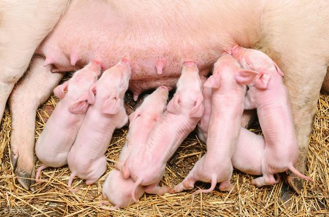 冬季养猪丨各个阶段猪群的注意事项都在这了，请养殖户查收！