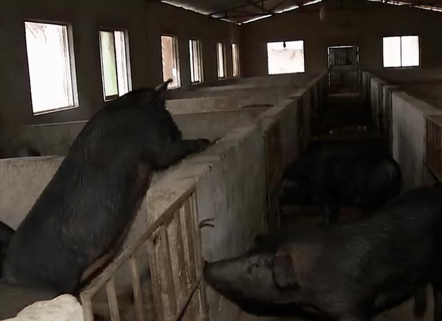 贵州倔强的猪倌养爱“跑酷”猪，卖猪不能看规矩多，年目标1.2亿