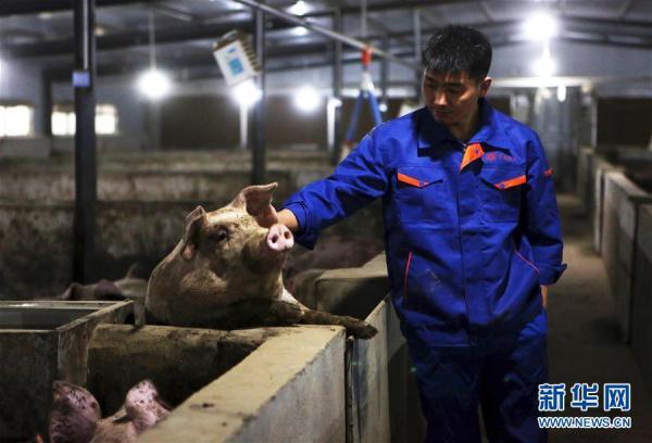 四川中江：生猪产能恢复增长