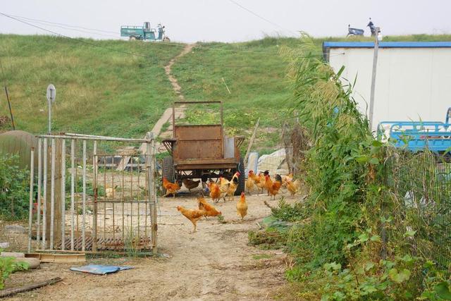 生态鸡养殖技术