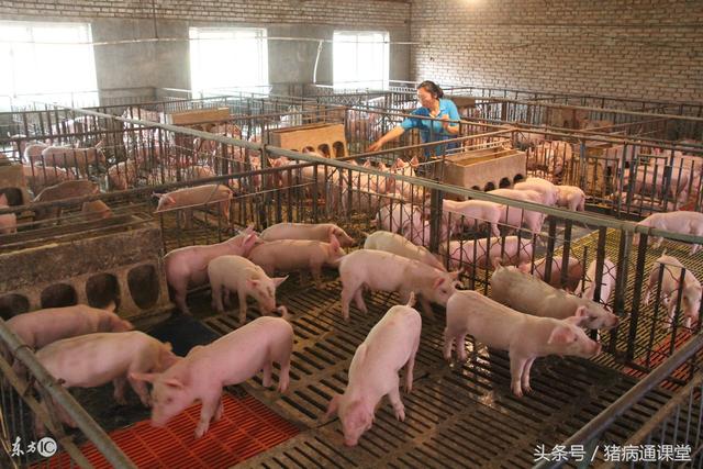 养猪场都有哪些保温措施啊？这些应该是最全的了！