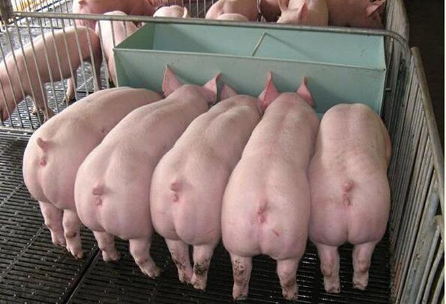 冬季养猪丨各个阶段猪群的注意事项都在这了，请养殖户查收！