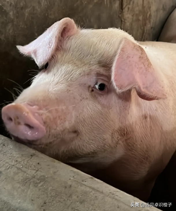 农村养猪方法有哪些？