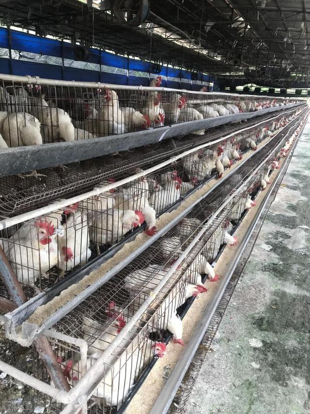 生态鸡养殖技术