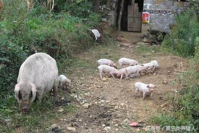 种养结合放养土猪，是农民增收的好方式