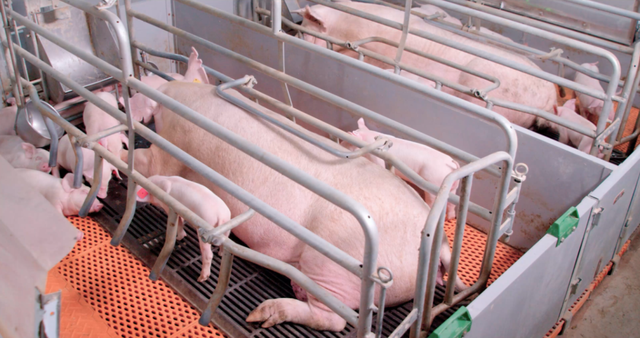 后非瘟时代下，养猪人该如何做好生产？