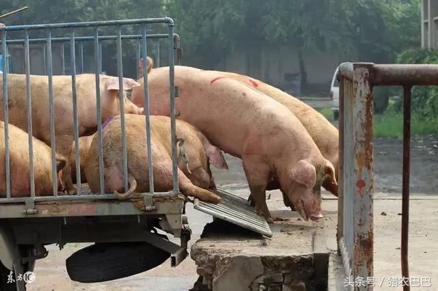 养猪降低成本的绝招，值得养猪散养户们借鉴！