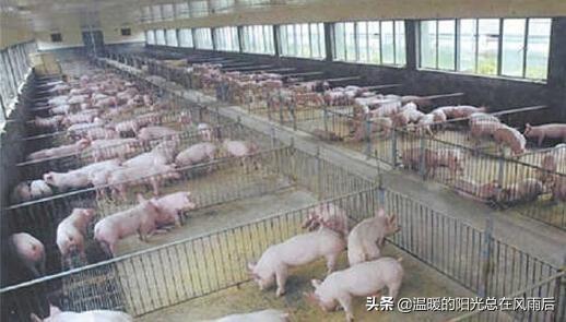 各种养猪场的规划与建设