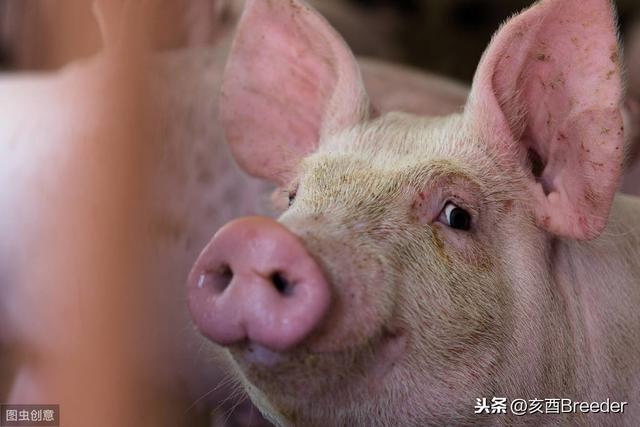微生物发酵饲料的制作和使用方法 猪猪长得更好，学会又能赚一笔