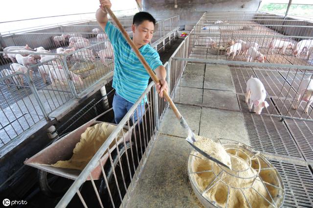 养猪场的主要成本并不是饲料
