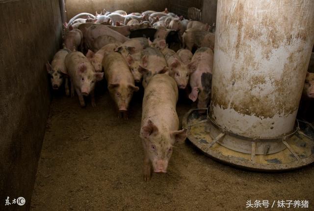 养猪用了益生菌，有哪些变化，优劣都要知道