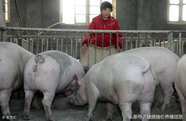济宁大学生回乡创业养猪，给猪安空调，抱小猪玩直播