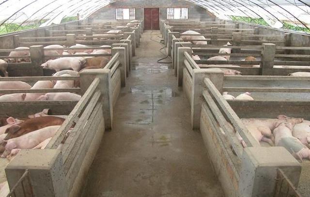 氨气对猪群的危害到底有多大？