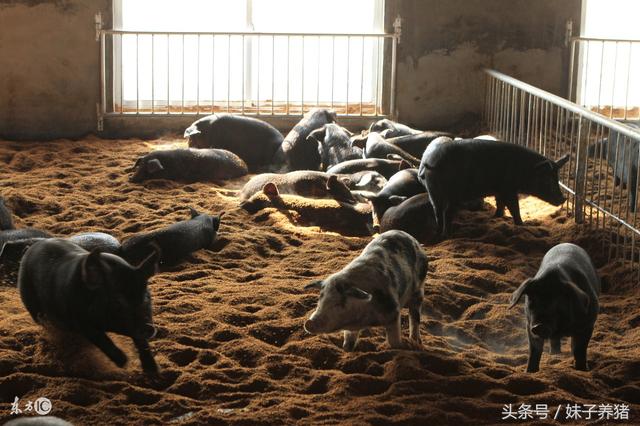 猪场中的骗局，发酵床让养猪人苦不堪言，谁获利了？