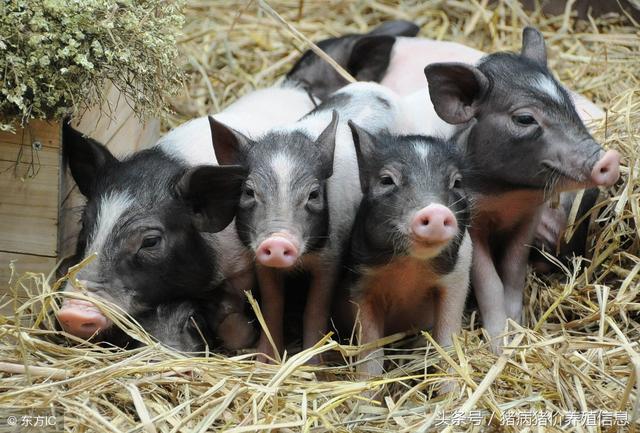 济宁大学生回乡创业养猪，给猪安空调，抱小猪玩直播
