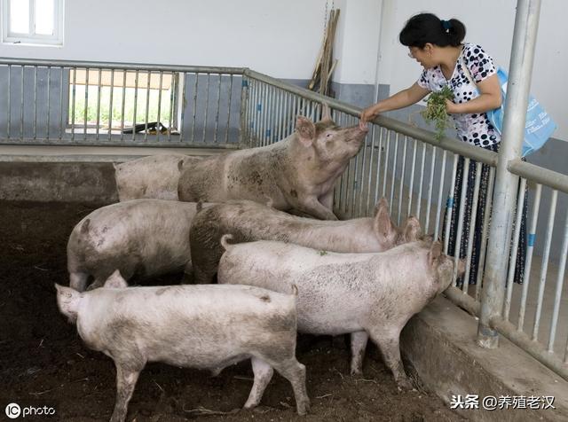 猪场建设指南：建养猪场需要什么手续？详细申请流程！