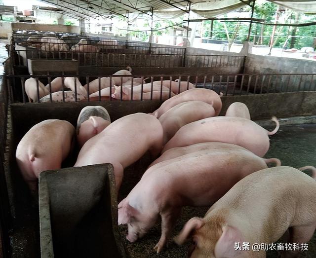 养猪专用复合益生菌能够提高公司+农户猪场的经济效益