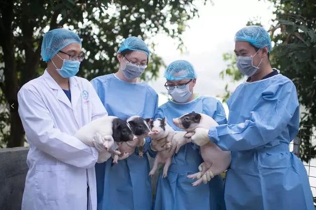 科学养猪的真正奥义，培养拯救人类的医学英雄