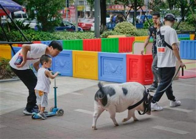 浦建路上有只网红猪经常出来散步，喜欢拍照喜欢美食还爱干净