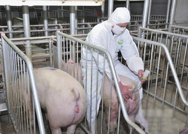 美国人养猪的四大绝招，这才是他们养猪赚钱的原因！