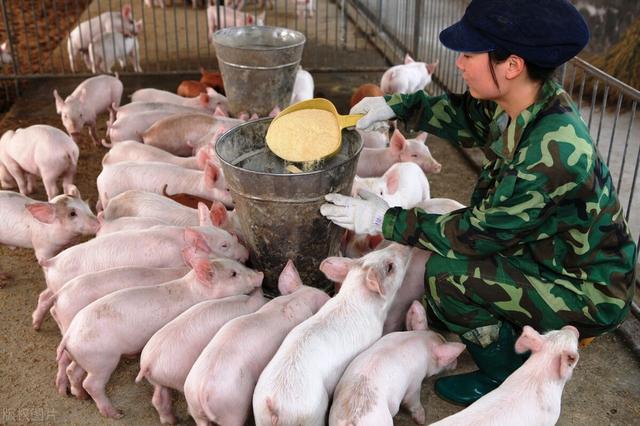 发达国家喂猪用粥料，既节省饲料又降低人工费用，值得借鉴