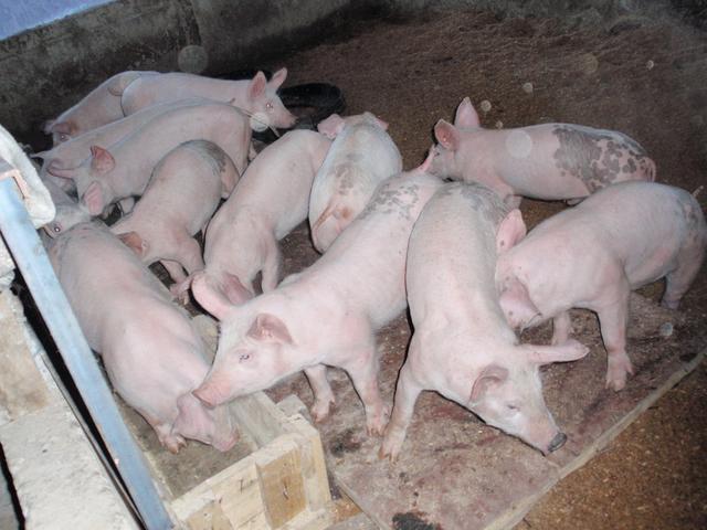 仔猪养殖秘籍：8个要点告诉你，养猪人快收藏