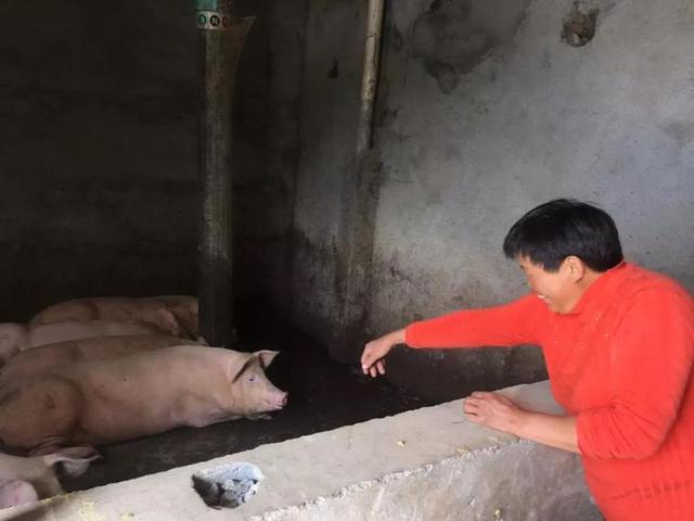 这个村要养1000头猪助农致富 排污系统很科学