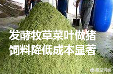 新型皇竹草与禾本科牧草两种发酵方法——发酵生物饲料与青贮饲料