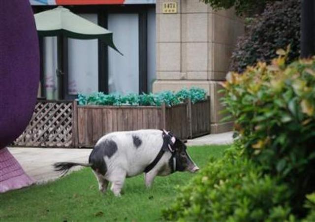 浦建路上有只网红猪经常出来散步，喜欢拍照喜欢美食还爱干净