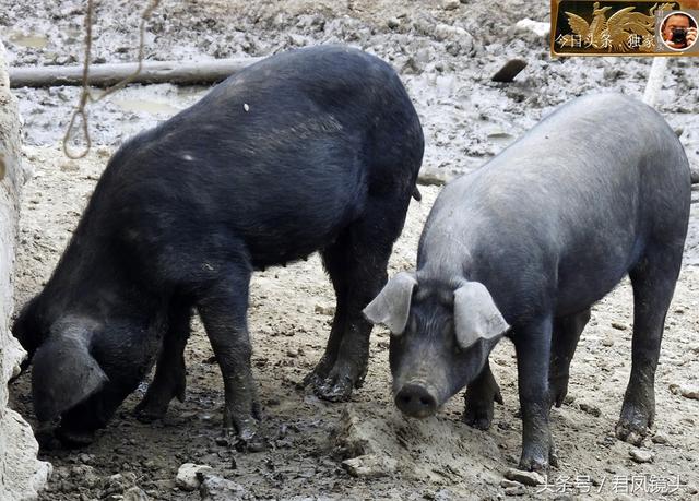湖北宜昌：乡村农场占地12亩建露天养猪场，散养黑猪，15元一斤！