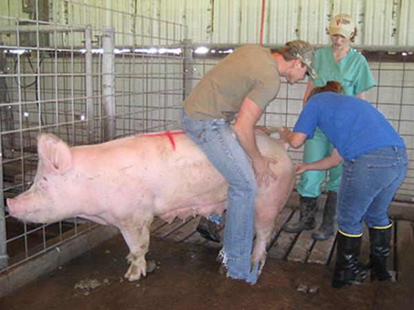 美国人养猪的四大绝招，这才是他们养猪赚钱的原因！
