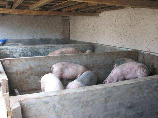 走访了5家农村小养猪场，发现了一个共同的现象！