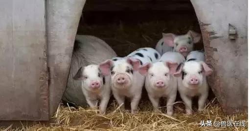 猪场最全的冬季保健方案，养猪人值得收藏！