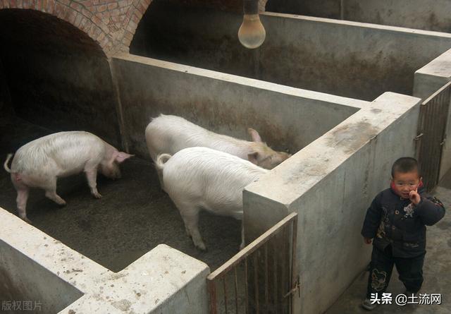 开办一个小型养猪场要投资多少钱？需要什么手续？怎么建设？