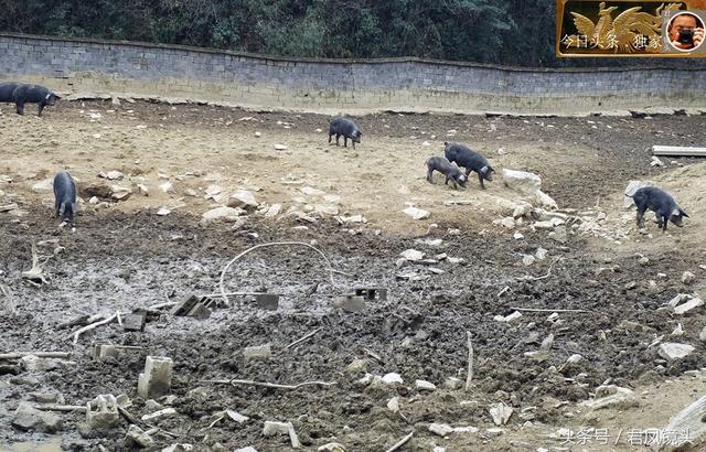 湖北宜昌：乡村农场占地12亩建露天养猪场，散养黑猪，15元一斤！