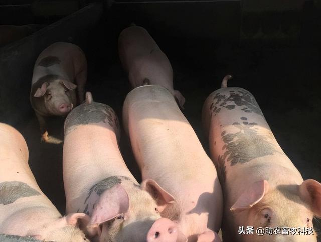 养猪专用复合益生菌能够提高公司+农户猪场的经济效益