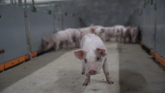 后非瘟时代下，养猪人该如何做好生产？