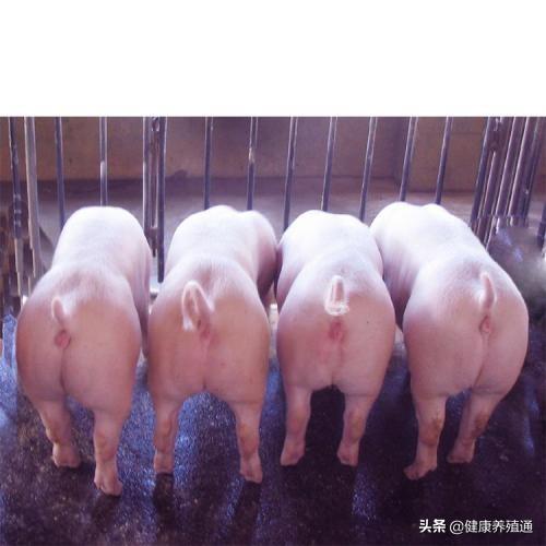 大消息！国家不让养猪了？