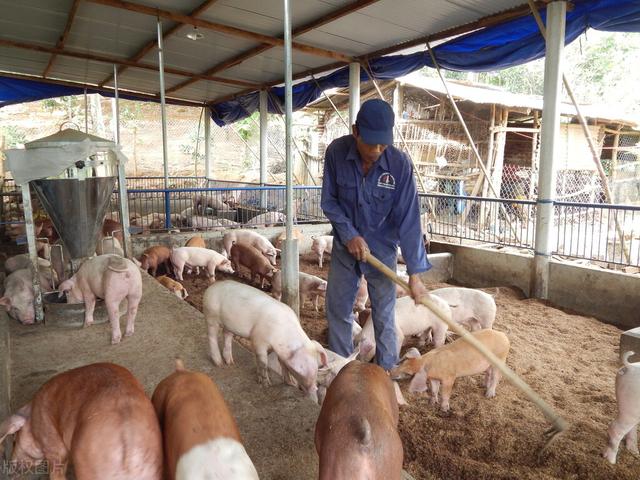 养猪亏损，集团猪场被迫卖饲料厂应战，今年散户的优势会更加明显
