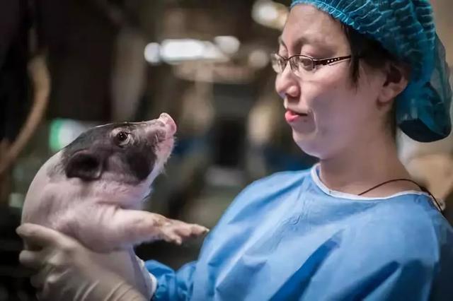 科学养猪的真正奥义，培养拯救人类的医学英雄