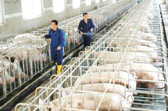 养猪亏损，集团猪场被迫卖饲料厂应战，今年散户的优势会更加明显