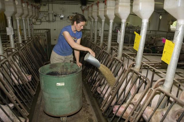 发达国家喂猪用粥料，既节省饲料又降低人工费用，值得借鉴