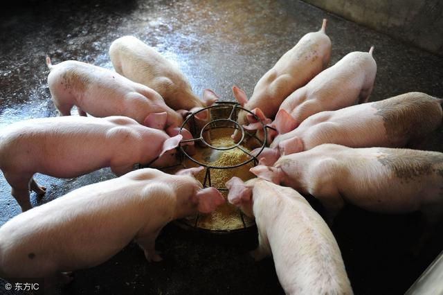 生物发酵养猪弊端凸显，如何实现环保养猪兼顾收益呢？