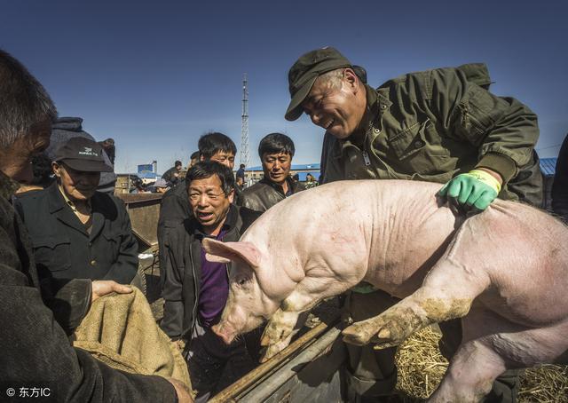老猪农分享卖猪经验：如何让每头猪多卖10块钱，值得学习